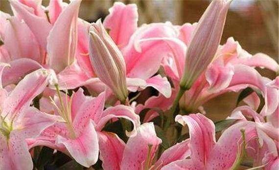 不同颜色百合花语是什么？如何根据颜色选择百合花？