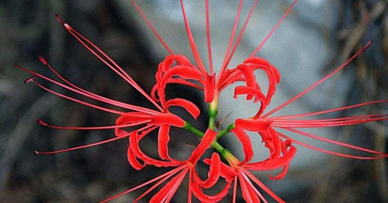 不同颜色彼岸花的花语是什么？如何区分它们的含义？
