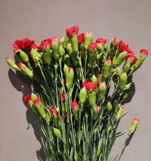 多头康乃馨修剪方法是什么？如何正确修剪以促进花朵生长？