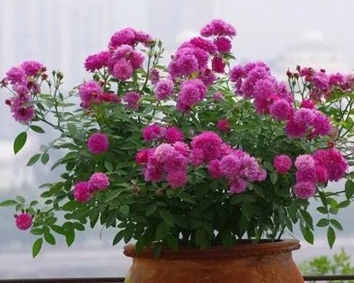 多头蔷薇水养方法是什么？水养过程中需要注意哪些问题？
