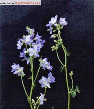 不同颜色花毛茛花语是什么？花语背后有何含义？