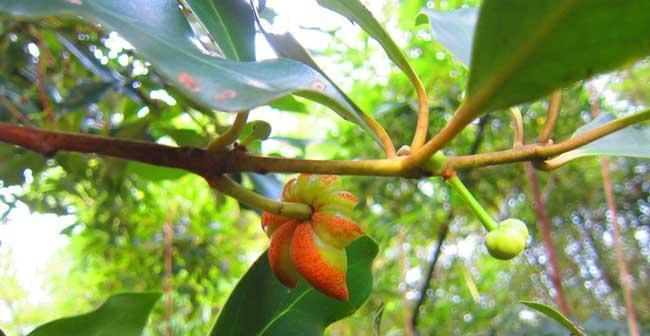 俄罗斯八号几年结果实？如何正确种植和管理？