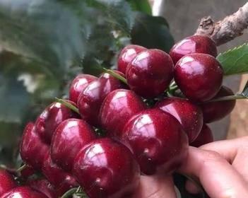 俄罗斯八号几年结果实？如何正确种植和管理？