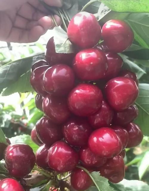俄罗斯八号几年结果实？如何正确种植和管理？