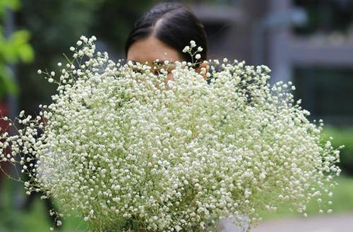 不同颜色满天星花语是什么？如何选择合适的颜色表达情感？