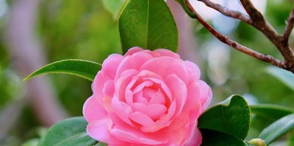 不同颜色山茶花的花语是什么？如何根据颜色选择合适的山茶花？