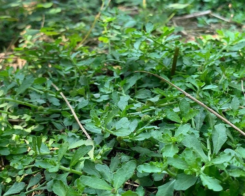 鹅不食草又叫什么名字？它的别名有哪些？