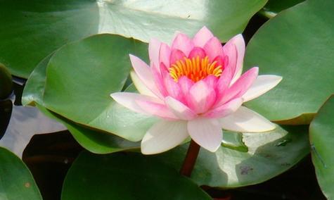 不同颜色睡莲的花语是什么？如何选择适合的睡莲品种？