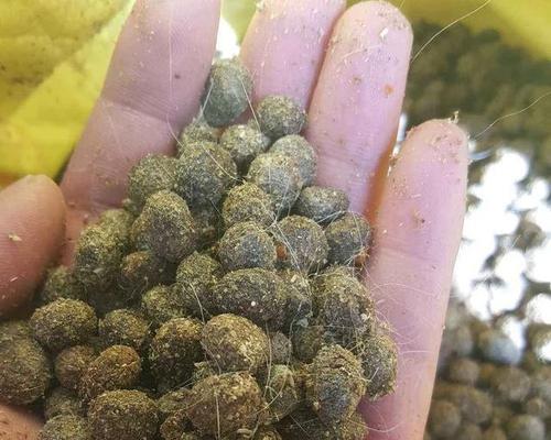 鹅粪可以做肥料吗？使用鹅粪作为肥料的正确方法是什么？