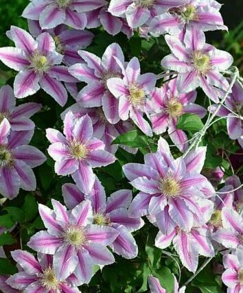 不同颜色铁线莲花语是什么？各颜色铁线莲代表什么含义？