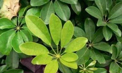 鹅掌柴冬天剪枝的正确方法和注意事项是什么？