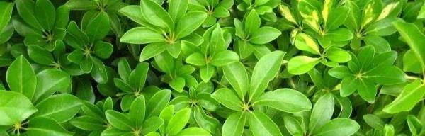 鹅掌柴对人体有害吗？使用鹅掌柴的注意事项是什么？