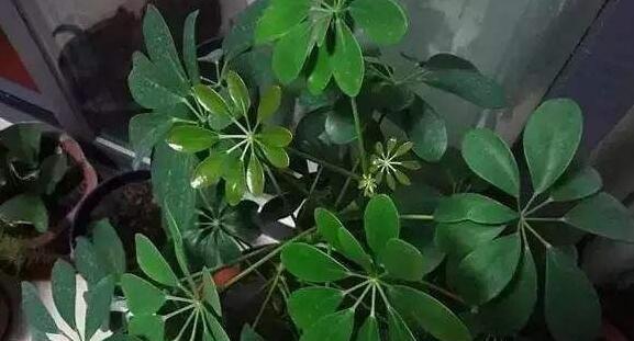 鹅掌柴对人体有害吗？使用鹅掌柴的注意事项是什么？