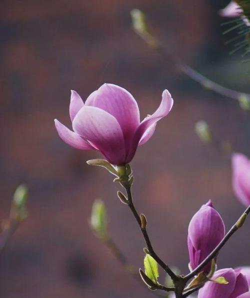 不同颜色玉兰花的花语是什么？如何根据颜色选择玉兰花？