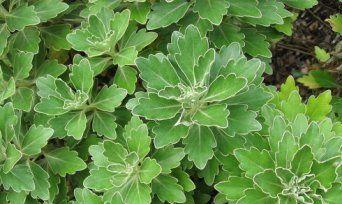 草本植物是什么意思？草本植物有哪些种类？