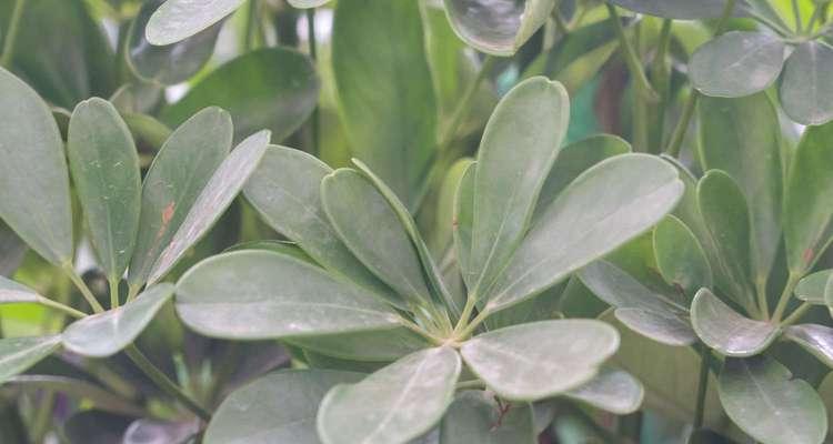 鹅掌柴多久开花一次？如何促进其开花周期？