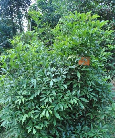 鹅掌柴多久开花一次？如何促进其开花周期？