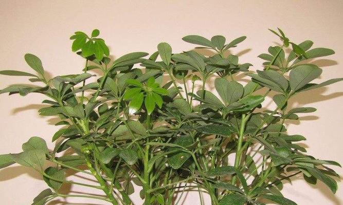鹅掌柴浇水时间是多久？如何正确进行浇水？