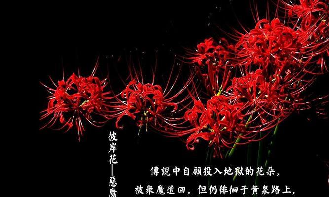 侧柏开花的花语和寓意是什么？