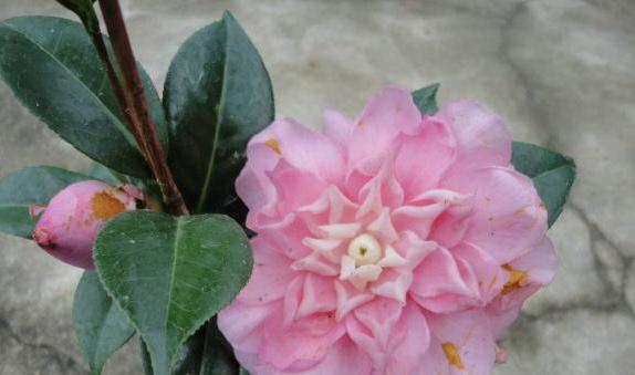 茶花的象征意义是什么？代表着什么含义？