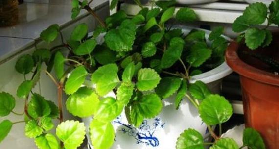 常春藤的花语是什么？了解常春藤的象征意义和用途？