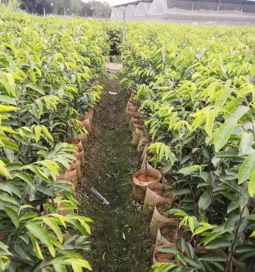 沉香树在风水中的作用是什么？它有哪些寓意？