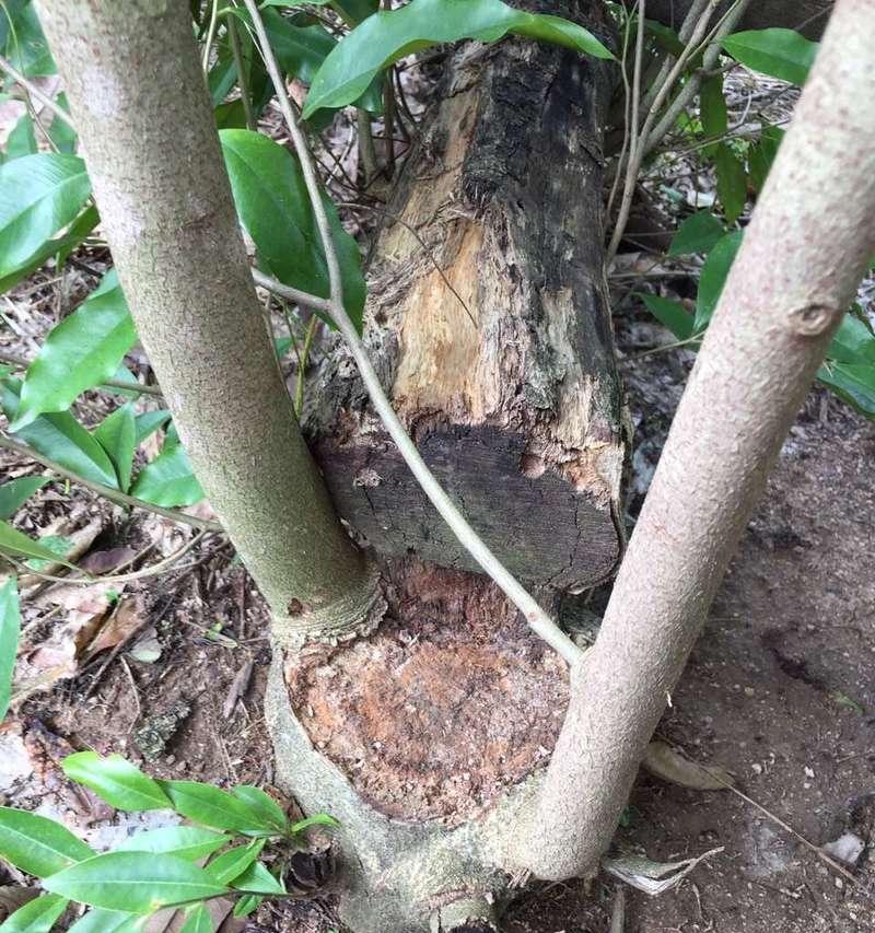 沉香树在风水中的作用是什么？它有哪些寓意？