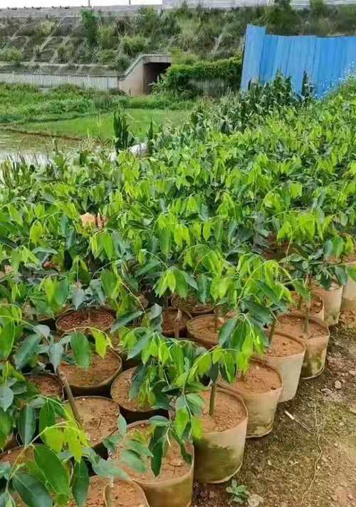 沉香树在风水中的作用是什么？它有哪些寓意？