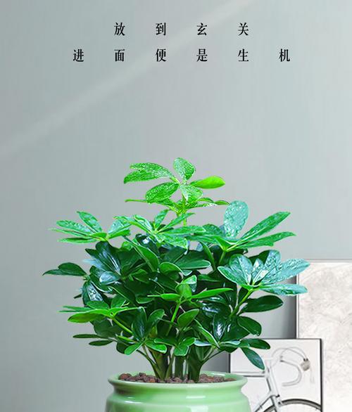 鹅掌柴用什么盆好？如何选择适合的花盆？
