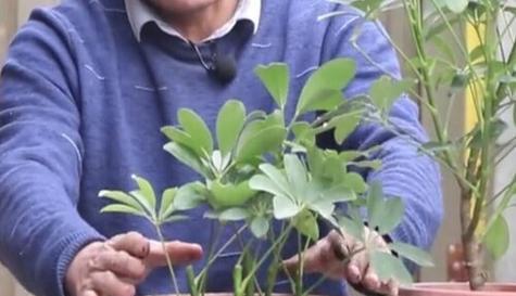 鹅掌柴修剪技巧图解？如何正确剪枝保持植株健康？