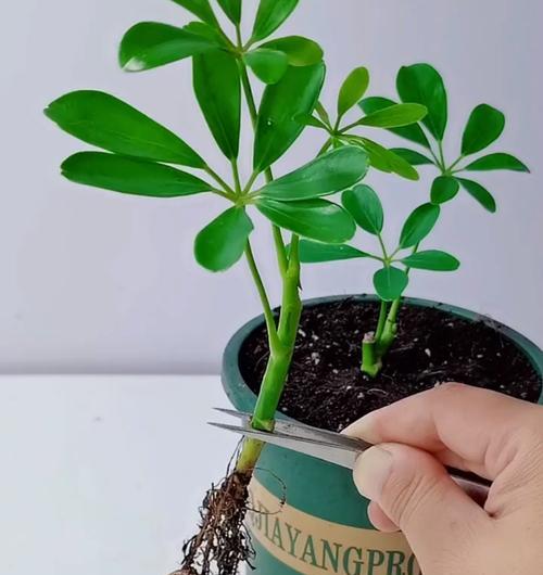 鹅掌柴修剪技巧图解？如何正确剪枝保持植株健康？