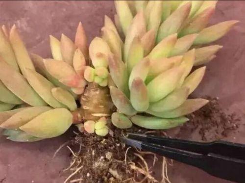鹅掌柴修根的最佳时机是什么时候？修根后如何正确护理？
