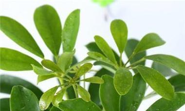 鹅掌柴修根的最佳时机是什么时候？修根后如何正确护理？