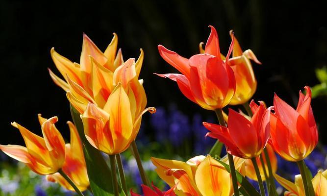 橙色风信子代表什么？花语有哪些含义？