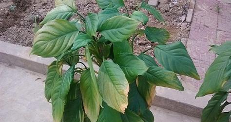鹅掌红叶子发黄怎么办？如何有效解决植物黄叶问题？