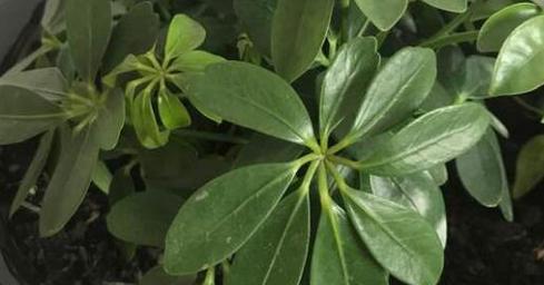鹅掌红叶子发黄怎么办？如何有效解决植物黄叶问题？