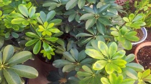 鹅掌红叶子发黄怎么办？如何有效解决植物黄叶问题？