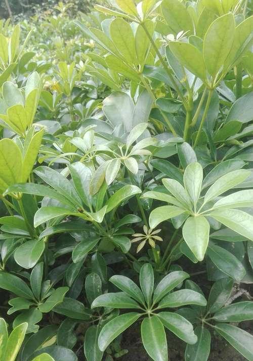 鹅掌木会开花吗？开花时是什么样的？