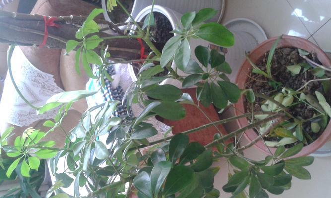 鹅掌木会开花吗？开花时是什么样的？