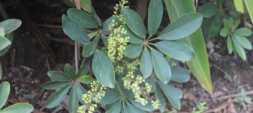 鹅掌木会开花吗？开花时是什么样的？