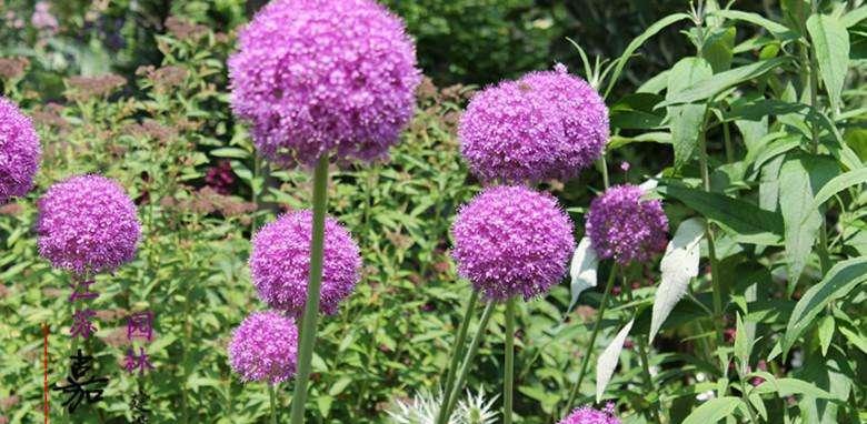 葱花的花语含义是什么？葱花寓意有哪些常见问题？