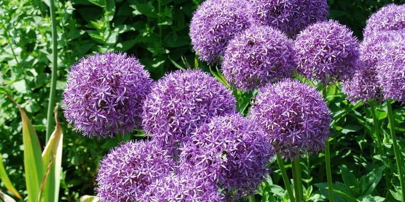 葱花的花语含义是什么？葱花寓意有哪些常见问题？