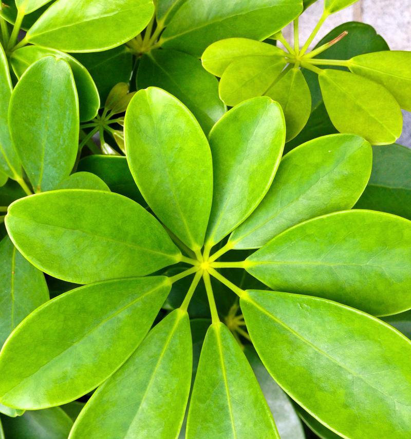 鹅掌木开花预示着什么？如何解读其花语含义？