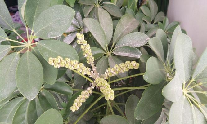 鹅掌木开花预示着什么？如何解读其花语含义？
