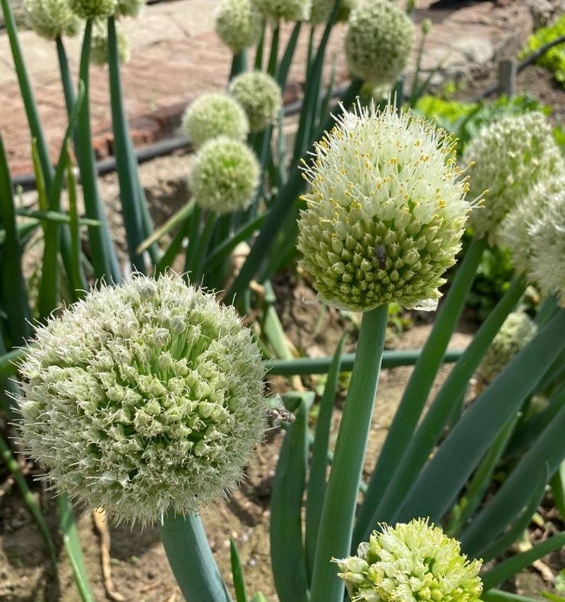 葱开花预示着什么？葱开花的寓意是什么？