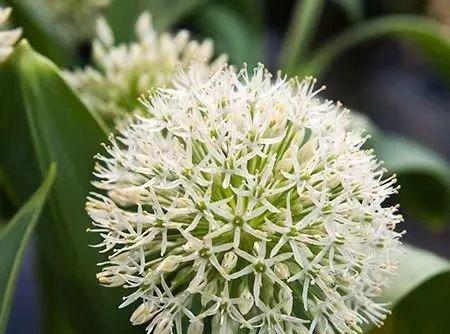 葱开花预示着什么？葱开花的寓意是什么？