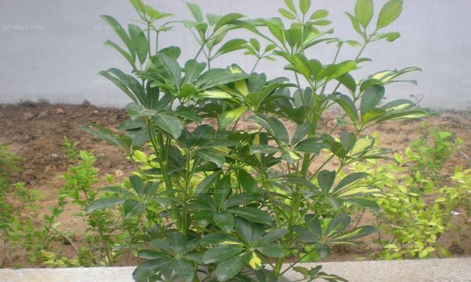 鹅掌木喜欢太阳吗？光照需求与养殖技巧解析