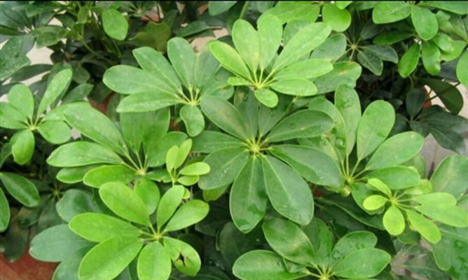 鹅掌木喜欢太阳吗？光照需求与养殖技巧解析