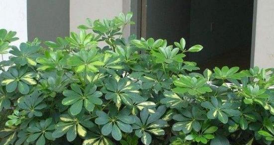 鹅掌木怎么养才会茂盛？掌握这些养护技巧轻松实现