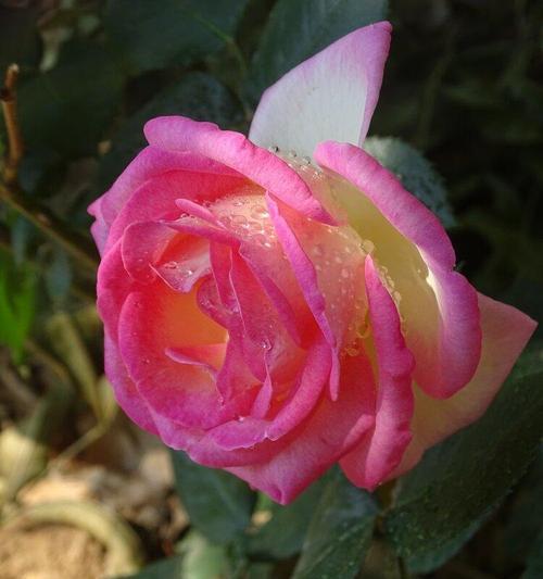大连市花是月季花吗？月季花的寓意是什么？